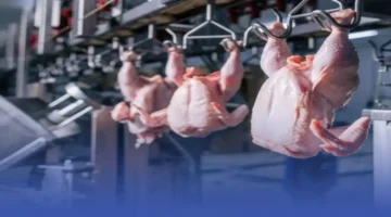 إنجاز عالمي جديد.. إنتاج السعودية من الدواجن يقفز إلى 1.2 مليون طن